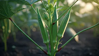 Pre-Monsoon Planting Makes Bhindi A Smart Choice