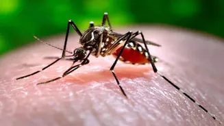 Iceland Sees First Mosquitoes Due to Climate