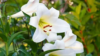 Liliums Dominate Ladakh's New 25-Lakh-Flower Gardens