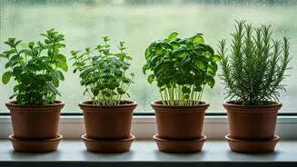 4 Indoor Herbs That Defy Low Light During Rainy Season