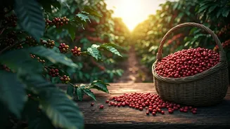 Coffee Plantation Stays Are Winning Big