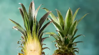 From Sweet Bakes To Zesty Sides: Five Classic Pineapple Dishes For Foodies