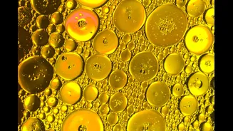 Cientistas descobrem gordura que reduz câncer de pâncreas. Saiba qual