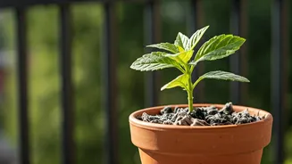Balcony Gardeners Share Wood Ash Trick Protect Damp Seasonal Plants