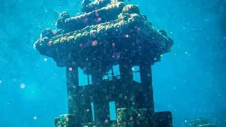 Why Thermal Tolerance Research Is The Secret To Protecting Marine Reefs From Warming