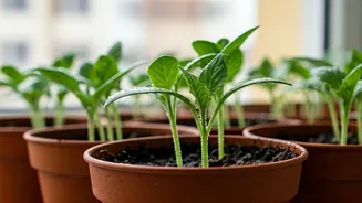 Urban Gardening Guides Eliminate Fear Of Killing Delicate Green Seedlings