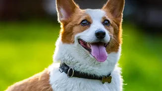 Pet-Safe Floor Cleaning Is About Handling, Not Marketing Claims