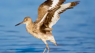 How Shorebirds Track Coastal Tidal Cycles To Time Stopover Feeding Breaks On Routes