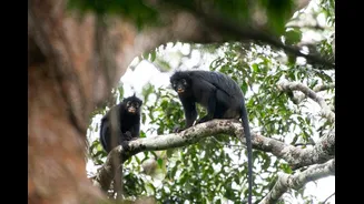 Nova espécie rara de macaco descoberta no Congo coaxa como sapo
