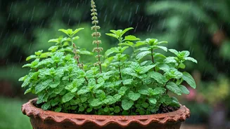 4 Hard-To-Kill Kitchen Herbs To Plant This Rainy Season