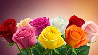Unlocking the Language of Love: 8 Rose Colors and Their Profound Meanings