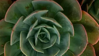 What The Low-Water Gardening Shift Shows About Plant Choice By Long-Term Water Needs