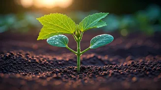 Pre-Monsoon Planting Gives Okra A Head Start