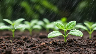 Monsoon Gardening Tips Every Beginner Needs