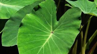 5 vegetarian dishes using taro leaves