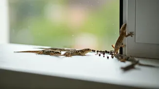 Desi Secrets: Your Ultimate Guide to Keeping Lizards Out of Your Home This Summer