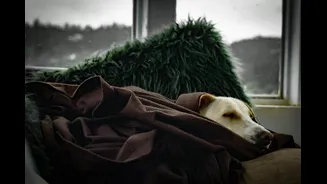 Protecting Pets During India's Monsoon Season