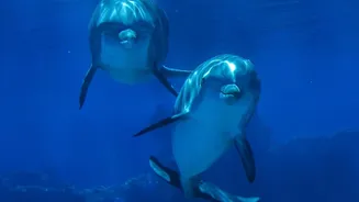 Responsible Dolphin Operators Put Animal Behaviour Ahead of the Perfect Photograph
