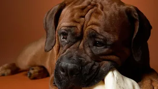 Dog Paw Cleaning: Works Better With Pet-Safe Wipes Than Harsh Household Cleaners