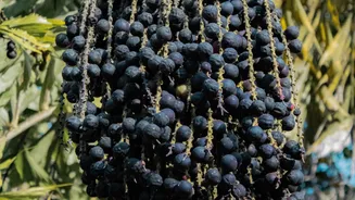 Cientistas descobrem ação do açaí contra a depressão em cérebros de jovens