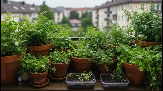 Bengaluru's Rain-Fed Planting Window: What Changes for Bengaluru Balcony Gardeners and First-Time Plant Parents