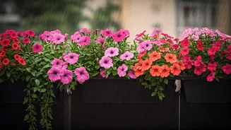 Rain-Loving Flowers That Add Instant Balcony Colour
