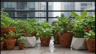 Monsoon Balcony Micro-Gardens Can Turn Small Spaces into Edible Plots, but People Still Need to Manage Drainage, Sunlight and Pot Size