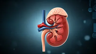 Kidney Concerns: Is Your Statin Harming Your Kidneys? A New Study's Findings