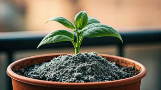 Unlock Balcony Pest Protection Spreading Natural Diluted Wood Ash Weekly