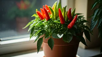 Cultivate Your Own Spice: Grow Abundant Chillies in a Single Pot, No Garden Required!