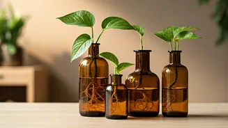 Propagate Money Plants In Amber Apothecary Bottles For Aesthetic Desk