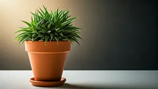 Drainage Has Entered The Plant-Parent Chat