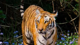 Nepal Announces a Higher Wild Tiger Estimate After Years of Conservation
