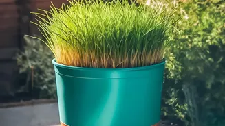 Check Whether the Potting Mix Has Pulled Away from the Container