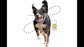 Pets conectados: saiba como a tecnologia pode aumentar a segurança dos animais