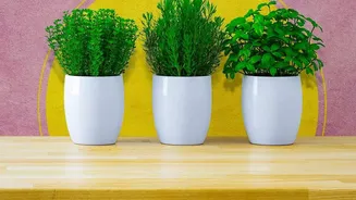 Micro-Green Setups On Sunny Windowsill Trays Deliver Fresh Chemical-Free Leafy Greens Within Two Weeks