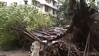 Mumbai Monsoon Fury: Tree Uprooted Near Churchgate Station Due To Heavy Rainfall, Multiple Vehicles Damaged - VIDEO