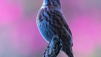 A 116,000-Song Analysis Reveals Repeated Forms Across Bird Species