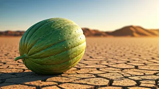 The Incredible Kalahari Melon: Nature's Desert Survival Secret