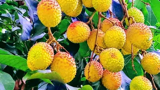 Gooseberry or litchi: Which is richer in minerals?