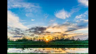 Everglades: os incríveis pântanos selvagens da Flórida
