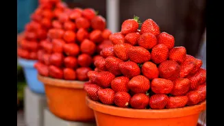 Understanding the Impact of Heavy Rain on Strawberry Farming in India