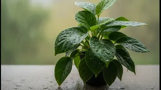 Indoor Plants Need Careful Watering When Monsoon Humidity Is Already High