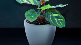 Plans For New Houseplant Quarantine Need Leaf Checks And A Separate Start