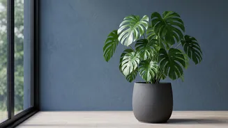 How Often Should You Turn A Window-Side Houseplant?