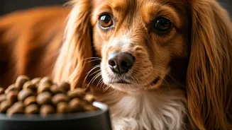 How Fresh Vet-Approved Pet Food Improves Dog Life Expectancies