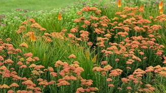 Grow Greener With Native Plants And Less Effort