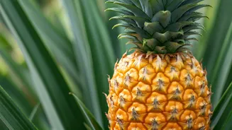 Tripura's Pineapple Story Is Sweet And Shareable