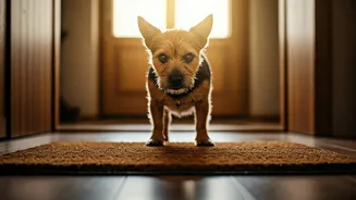 Top 7 Small Dog Breeds: Tiny Titans of Home Security!
