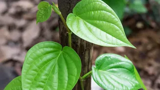 A Post-Monsoon Garden Check Can Help You Spot Problems Early